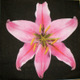 Lilies
